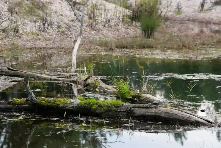 Ein Baumstamm liegt am Rande eines renaturierten Flussstücks im dunkelgrünen Wasser. Der Baumstamm ist von leuchtend grünem Moos überwachsen und auch rundherum ragen Sträucher aus dem Wasser. Im Hintergrund ist das Flussufer zu sehen, wovon der Boden voll mit Laub bedeckt ist. Neben den herbstlichen Farben durch das Laub sieht man auch einige grüne Sträucher am Flussufer.