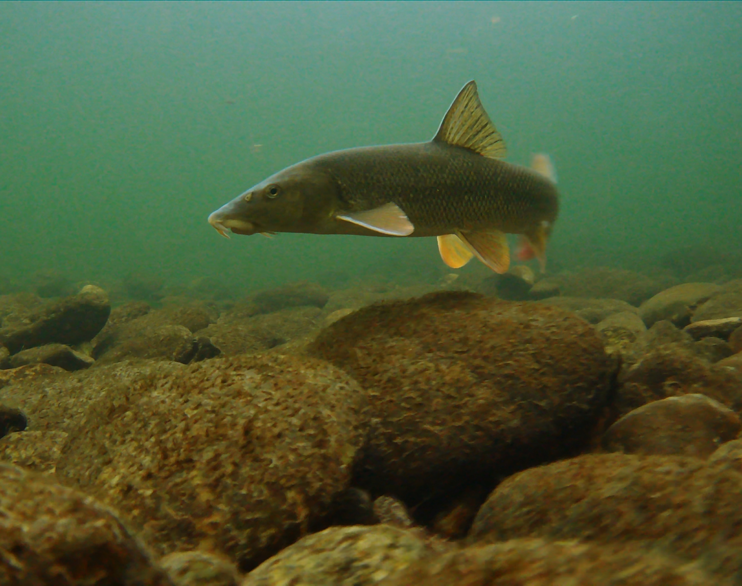 Eine Berbe schwimmt unter Wasser in einem natürlichen Süßwasserhabitat. Das trübe grünliche Wasser umgibt den Fisch, der in der Mitte des Bildes platziert ist, und sichtbare Steine am Gewässerboden tragen zu einem Gefühl der Tiefe bei. Die Berbe ist in Bewegung und ihre Flossen sind gut zu erkennen.